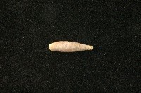 藏品(似謝氏煙管蝸牛)的圖片